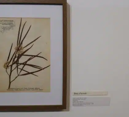 exposition galerie Hang'Art, Saint-Pierre, exposition Karl Télégone