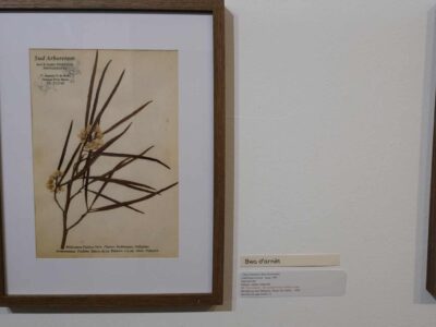 exposition galerie Hang'Art, Saint-Pierre, exposition Karl Télégone