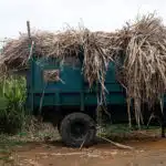 « Cachalot » rempli de canne à sucre. © Olivier Ceccaldi