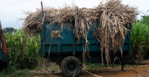« Cachalot » rempli de canne à sucre. © Olivier Ceccaldi