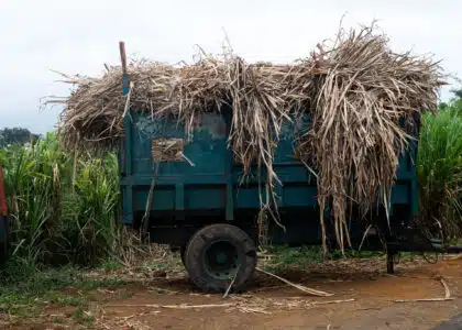 « Cachalot » rempli de canne à sucre. © Olivier Ceccaldi