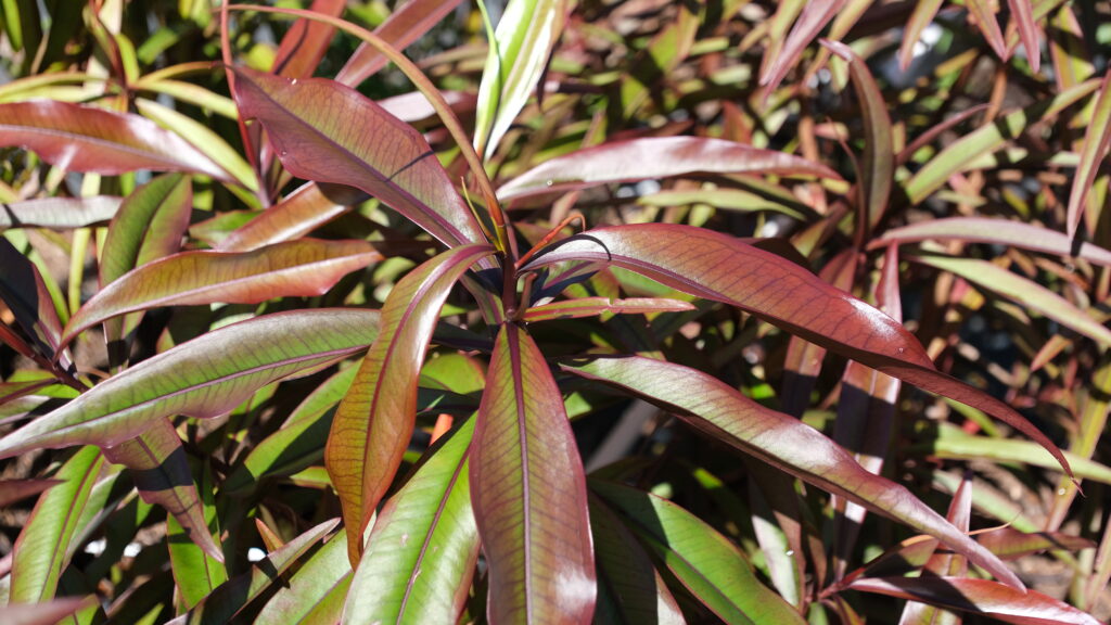 Espèce endémique : bois rouge.